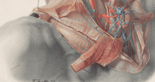 From Routine to Murder: Anatomy in Nazi Germany and Its Legacies for Today